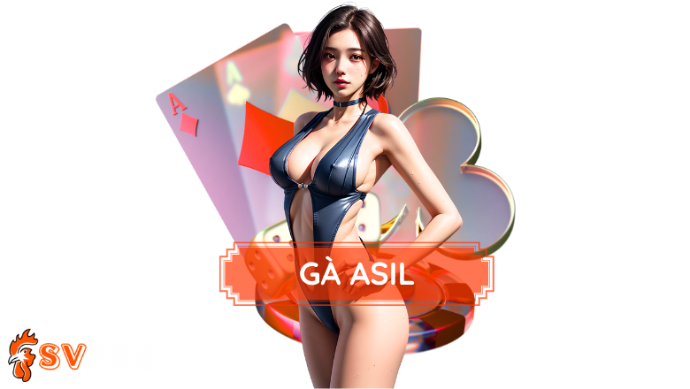 Gà Asil - Nguồn Gốc Và Huyền Thoại Của “Chiến Binh Thép”